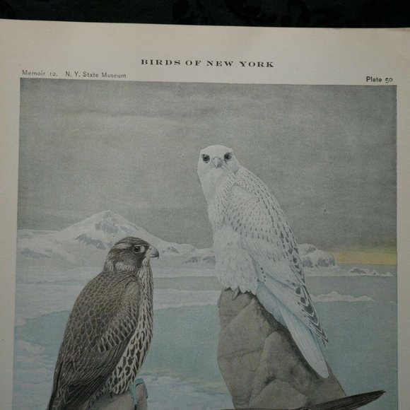 Antique 1915 Louis Agassiz Fuertes Print DDL61 - Picture 3 of 3